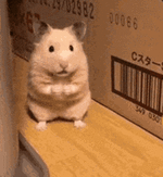 Hamster Cute GIF - Hamster Cute Happy - Discover & Share GIFs.gif