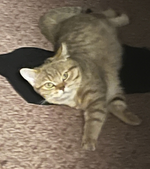 1732770872861.png