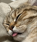 1732770923303.png