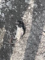 IMG_2748.jpeg