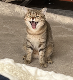 1742816911001.png