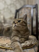 IMG_9054.jpeg