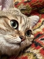 IMG_8549.jpeg