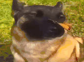 1753688765461.gif